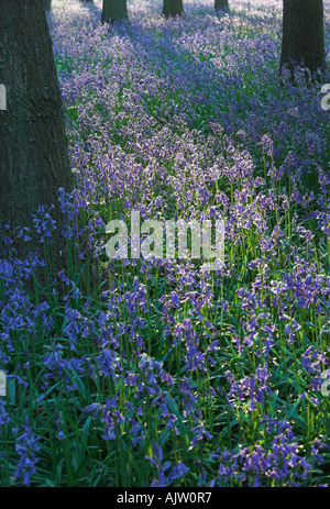 [Bluebell Holz] [Hyacinthoides non-Scripta] Schatten Abend Sonne Gießen durch Bäume, England, UK Stockfoto