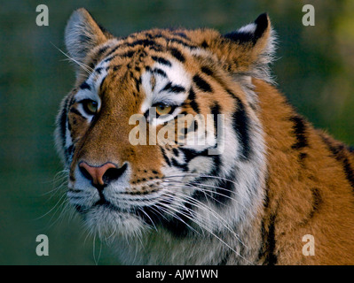 Amur-Tiger (Panthera Tigris Altaica) Stockfoto