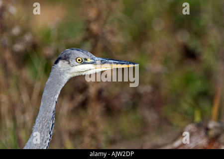 Juvenile Graureiher Ardea Cinerea Nahaufnahme des Kopfes und Potton Bedfordshire in Rechnung Stockfoto