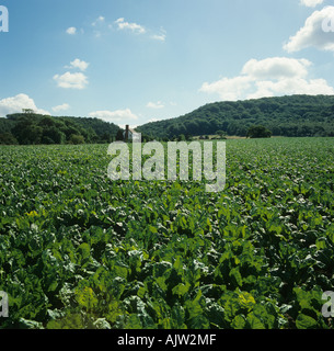 Ausbau auch Zuckerrüben Ernte auf feine Summe Tag Shropshire Stockfoto