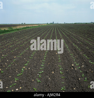 Reihen von jungen Keimling Zuckerrüben auf Fenland Boden Cambridgeshire Stockfoto