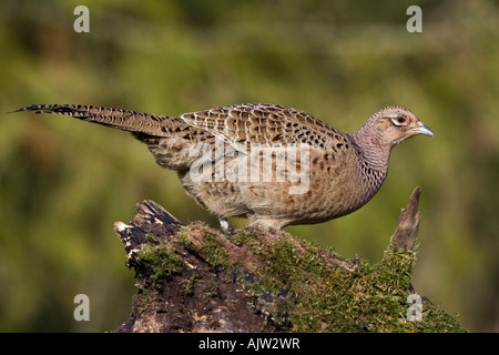 Henne Fasan Phasianus Colchicus thront auf Login Suche Warnung mit schönen Fokus Hintergrund Potton Bedfordshire Stockfoto