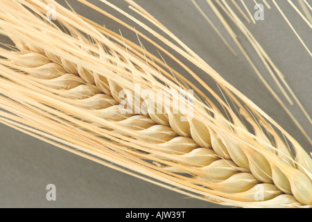 Vier Reifen Kopf der Zeile Gerste. Stockfoto