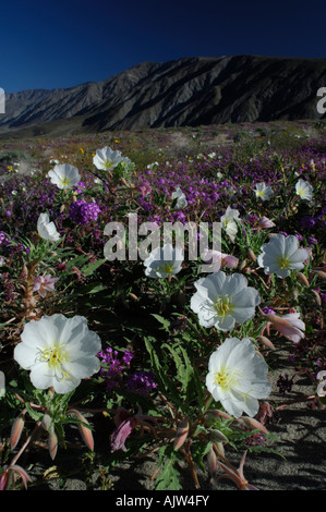 Wildblumen, sand meist, Eisenkraut (Abronia Villosa) und Nachtkerzen (Oenothera Deltoides) Stockfoto