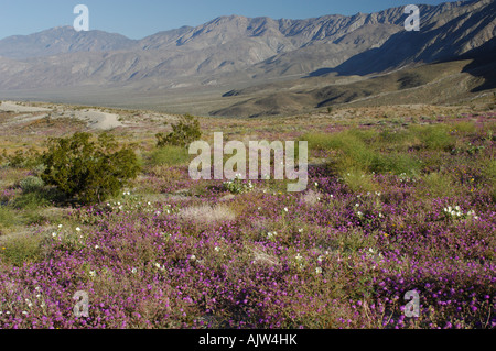 Wildblumen, sand meist, Eisenkraut (Abronia Villosa) und Nachtkerzen (Oenothera Deltoides) Stockfoto