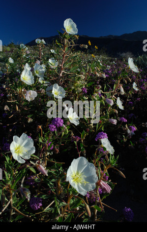 Wildblumen, sand meist, Eisenkraut (Abronia Villosa) und Nachtkerzen (Oenothera Deltoides) Stockfoto