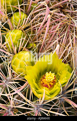 Barrel Kakteen Ferocactus Blumen blühen im Frühling in der Anza-Borrego Wüste Kalifornien USA. Stockfoto