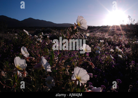 Wildblumen, sand meist, Eisenkraut (Abronia Villosa) und Nachtkerzen (Oenothera Deltoides) Stockfoto