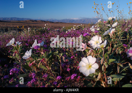 Wildblumen, sand meist, Eisenkraut (Abronia Villosa) und Nachtkerzen (Oenothera Deltoides) Stockfoto