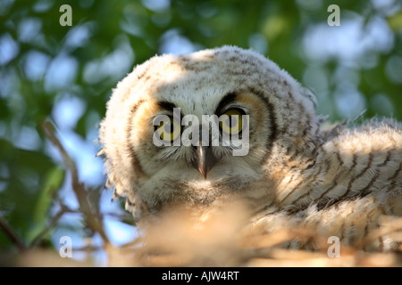 Owlet im nest Stockfoto