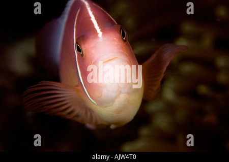 Herrliche Anemone Heteractis Magnifica mit rosa Anemonenfischen Amphiprion perideraion Stockfoto