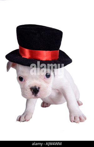 Französische Bulldogge Welpen mit schwarzen Zylinderhut auf isoliert auf weiss Stockfoto