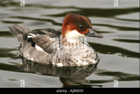 Weibliche Zwergsäger (Mergus Albellus) Stockfoto