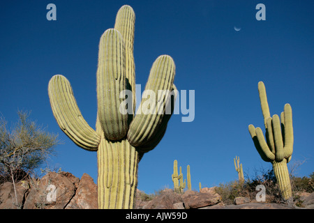 Großen Saguaro Kaktus der Sonoran Wüste Sonne im Süden Arizonas Stockfoto