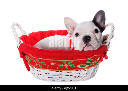 Schwarz / weiß französische Bulldogge Welpen in Weihnachts-Korb trägt rot-weißen Schal isoliert auf weiss Stockfoto