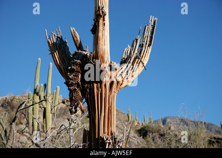 Ein Saguaro-Kaktus-Skelett langsam verwittert und zerfällt in der Wüste von Arizona Stockfoto