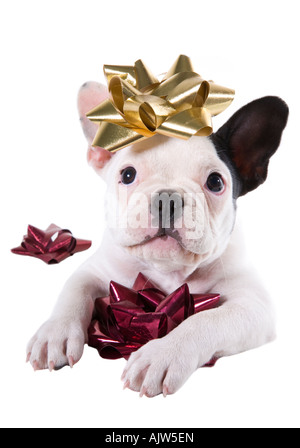 Schwarz / weiß Bulldogge Welpen spielen mit Urlaub Bögen isoliert auf weiss Stockfoto