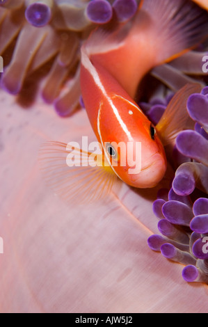 Herrliche Anemone Heteractis Magnifica mit rosa Anemonenfischen Amphiprion Perideraion Yap Mikronesien Pazifischen Ozean Stockfoto