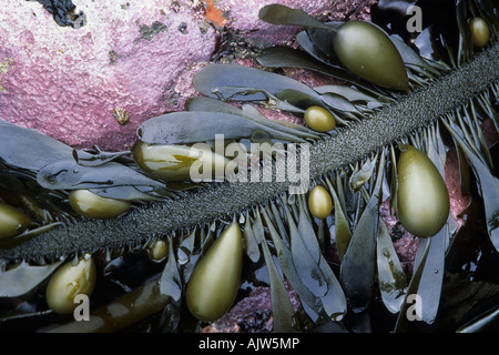 Federboa Seetang (Egregia Menziesii) Stockfoto