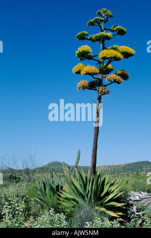 Wüste-Agave-Pflanze in voller Blüte Stockfoto