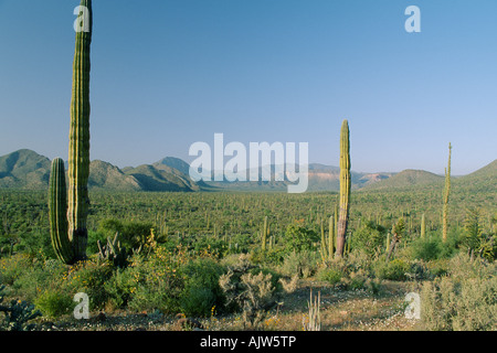 Sonora-Wüste Stockfoto