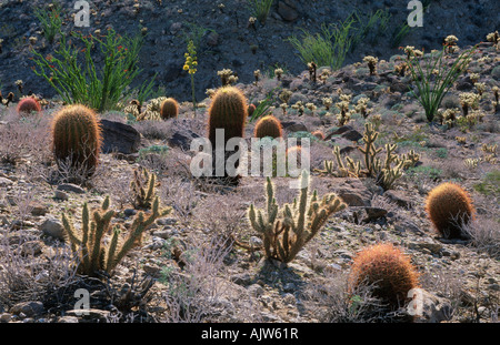 Sonora-Wüste Stockfoto