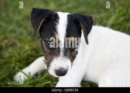 Tan schwarz und weiß Jack Russell Terrier Gras liegend Stockfoto