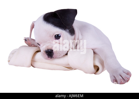 Kleine französische Bulldogge Welpen Kauen auf großen weißen Knochen isoliert auf weiss Stockfoto
