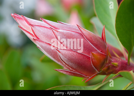 Das protea Blume verschiedene kleine Prinz Stockfoto