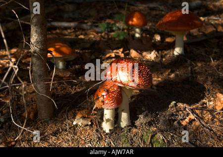 Fliegenpilze Pilze wachsen in Holz Stockfoto