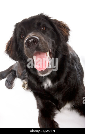 Border Collie Black cross Hund Closeup Portrait mit Zunge heraus isoliert auf weißem Hintergrund Stockfoto