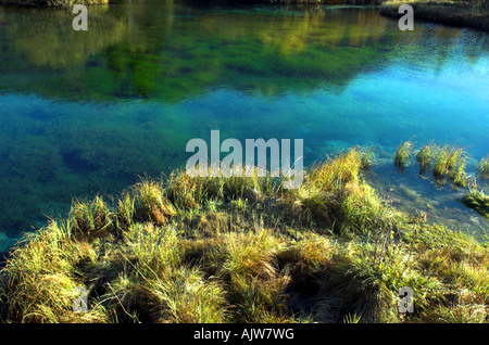 der Smaragd grünen See Zelenci in Kranska Gora Slowenien Stockfoto