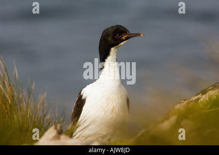 Auckland Island Shag Stockfoto