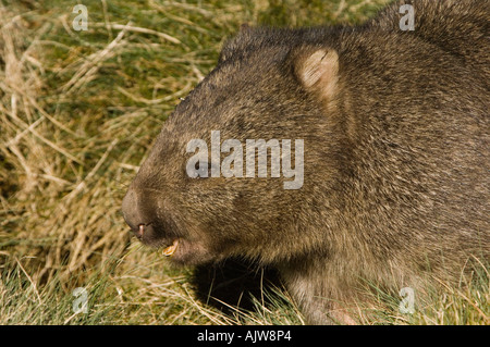 Gemeinsamen Wombat Stockfoto