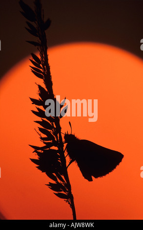 Europäische Skipper Schmetterling auf dem Rasen bei Sonnenuntergang Kolonie Farm Regional Park Port Coquitlam British Columbia Canada Stockfoto