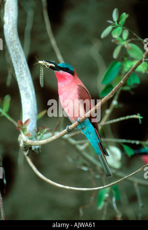 Karmin Biene-Esser und Abendmahl Stockfoto