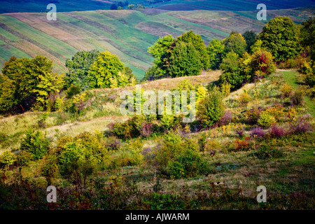 Am Morgen die Sonne strahlt auf die Bäume und Sträucher in ein Feld, ihre vielen Schattierungen und Farben zu akzentuieren. Stockfoto