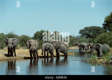 Durstige Elefanten Stockfoto