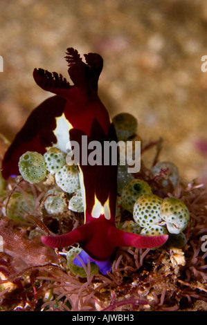 Nembrotha Chamberlaini Nacktschnecken Puerto Galera Oriental Mindoro Philippinen Pazifischen Ozean Stockfoto