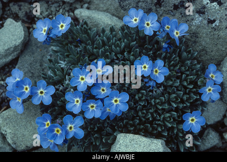Alpine Tundra: alpine Vergissmeinnicht, Eritrichium Elongatum, Zwerg-Kissen, gefunden in Höhenlagen oberhalb der Waldgrenze Stockfoto