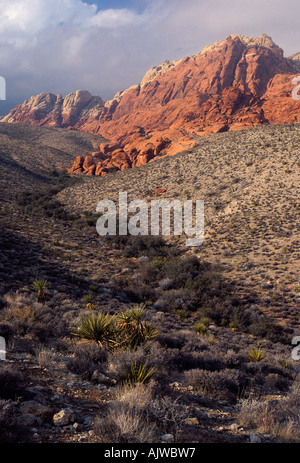 Mojave-Wüste Schlucht mit rotem Sandstein und grauem Kalkstein-Formationen, Red Rock Canyon National Conservation Area, Nevada Stockfoto