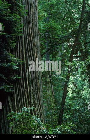 Massive "Old-Growth" Coast Redwood Stamm, Sequoia Sempirvirens, Tall Tree Grove, Redwood National Park, Kalifornien Stockfoto