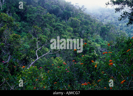 Feuchten Regenwald, Regenwald, Kokee State Park, Insel Kauai, Hawaii mit Koa, Acacia Koa, Bäume Stockfoto