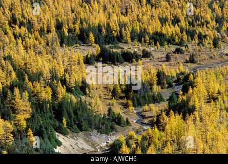Taiga, subalpine Lärche im Herbstlaub und Gegenbaur Fichte, Lärche Valley, Banff Nationalpark, Alberta Stockfoto
