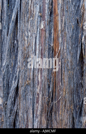 Westliche rote Zeder, Thuja Plicata, Stamm-Nahaufnahme Stockfoto