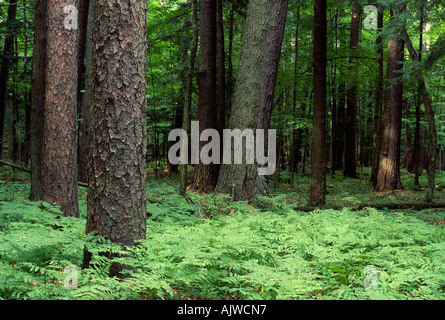 Weymouthskiefer und Red Pine Forest, Hartwick Pines State Forest, Michigan Stockfoto