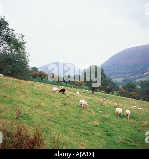 Schafbeweidung im Vale of Ewyas Wales UK Stockfoto