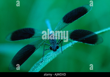 Blackwing gebändert / Agrion gebändert Stockfoto