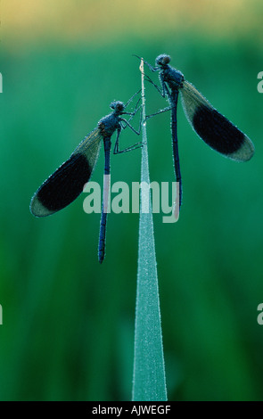 Blackwing gebändert / Agrion gebändert Stockfoto