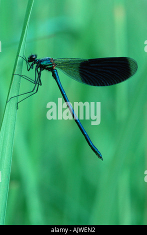 Blackwing gebändert / Agrion gebändert Stockfoto